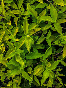 绿色植物墙茉米树叶花图片