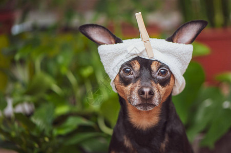 狗疗养宠物在温泉健康中放松有趣的概念布置洗图片