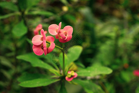 绿色天然背景的粉红花皇冠Thorns图片