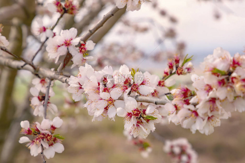 春天开花的树美丽柔和的颜色图片