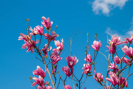 玉兰树开花美丽的紫色花朵关闭背景与蓝天云彩和虹植图片