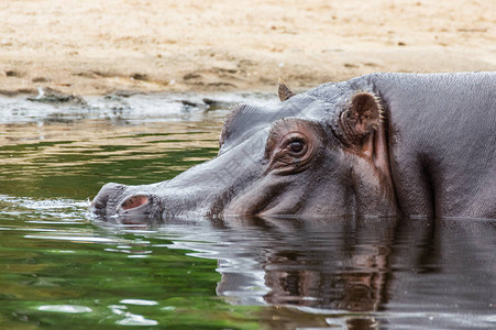 常见的河马Hippopotamusamphibius或河马图片