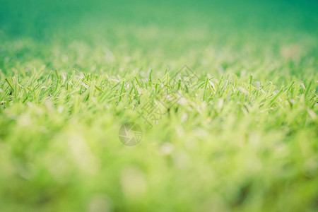 绿草地背景纹理新鲜的春天绿草图片