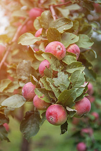 苹果树和苹果花园中的图片