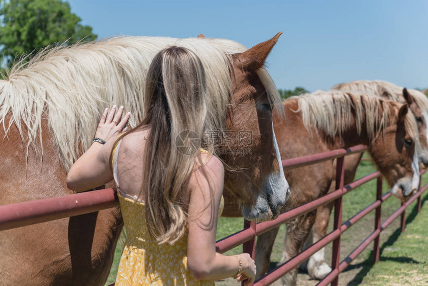 金发女郎与荷兰选秀马合影的后视图手抚摸着棕色的荷兰种马头美国农场的温柔和关爱动物概念乡村图片
