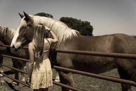 金发女郎与荷兰选秀马合影的后视图手抚摸着棕色的荷兰种马头美国农场的温柔和关爱动物概念乡村背景图片
