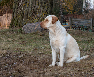 一只黄色的拉布多采集器狗坐着背景图片