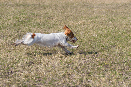 俄罗斯Spaniel狗在弹簧场飞翔时一图片