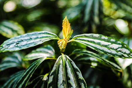 树叶的底料一种植的热带植物其图片