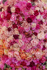彩色粉红色的玫瑰花束和图片