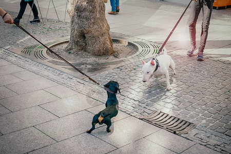 在街上遇到的狗黑条公牛和白色斗牛犬狗正在认识图片