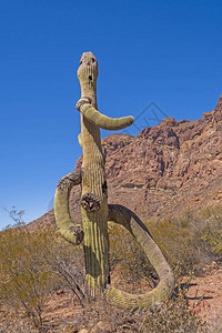 像亚利桑那州风管仙人掌纪念碑沙漠中的萨瓜图片