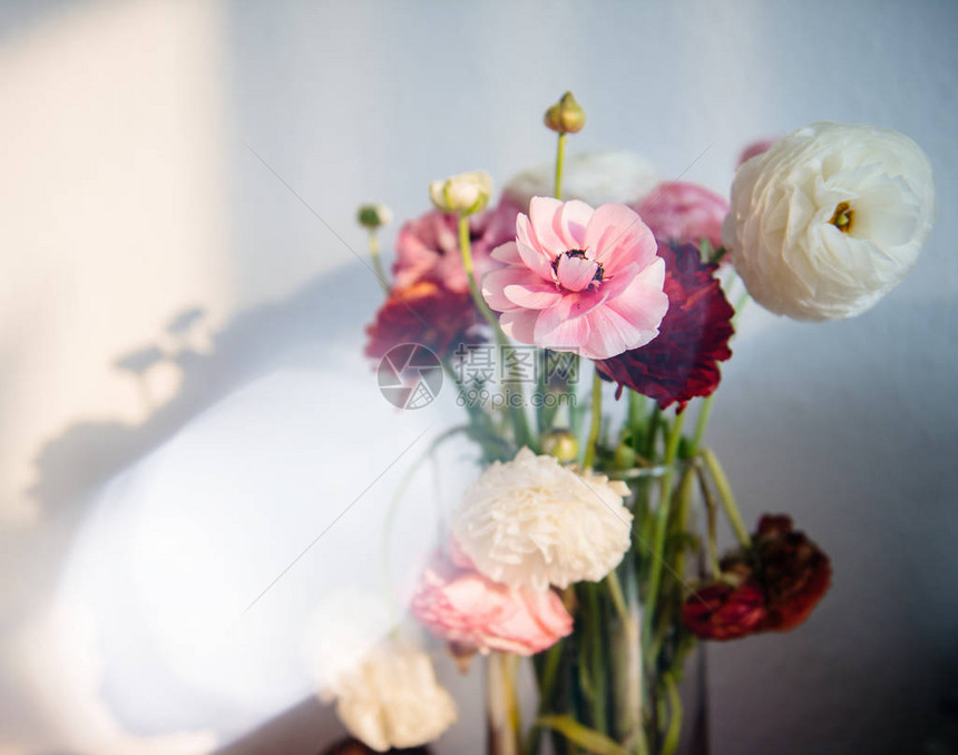 花朵用花瓶与白墙对抗花朵鲜花的阴影来图片