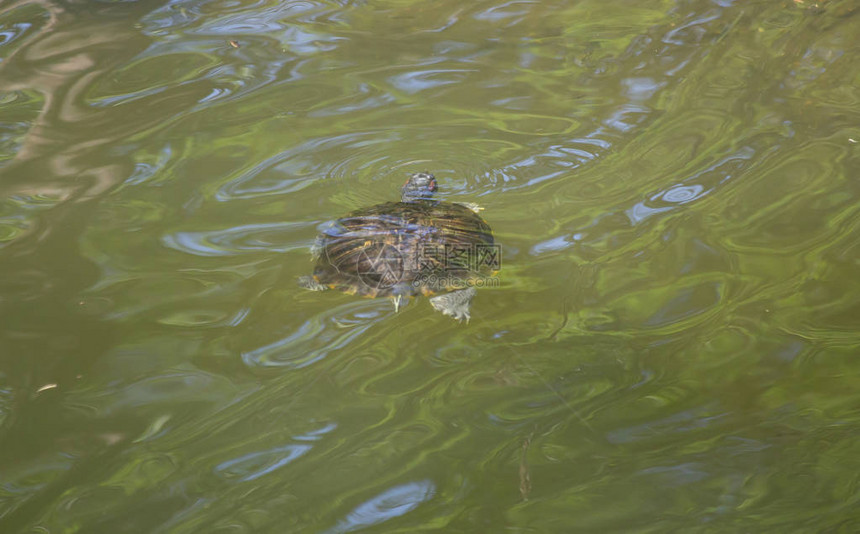 红水池滑板海龟Trachemys编程脚本aeleg图片