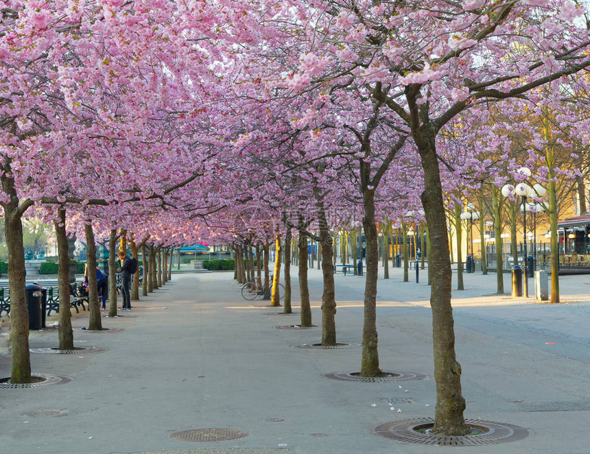 满是粉红樱桃花的樱桃树拉丁Ce图片