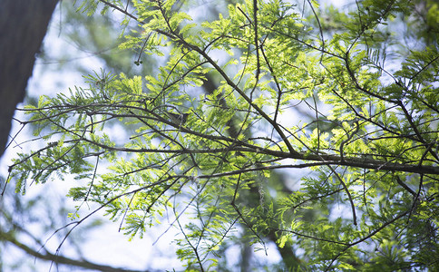 美国自然生态：阿肯色州森林中的黄胸鸣禽羽毛图片