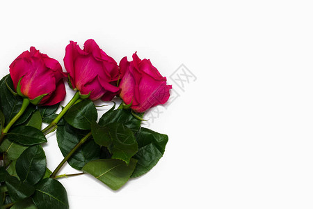 三朵美丽的粉红色玫瑰被图片