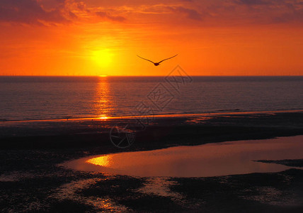 美丽的金色夕阳映照在平静的海面上图片