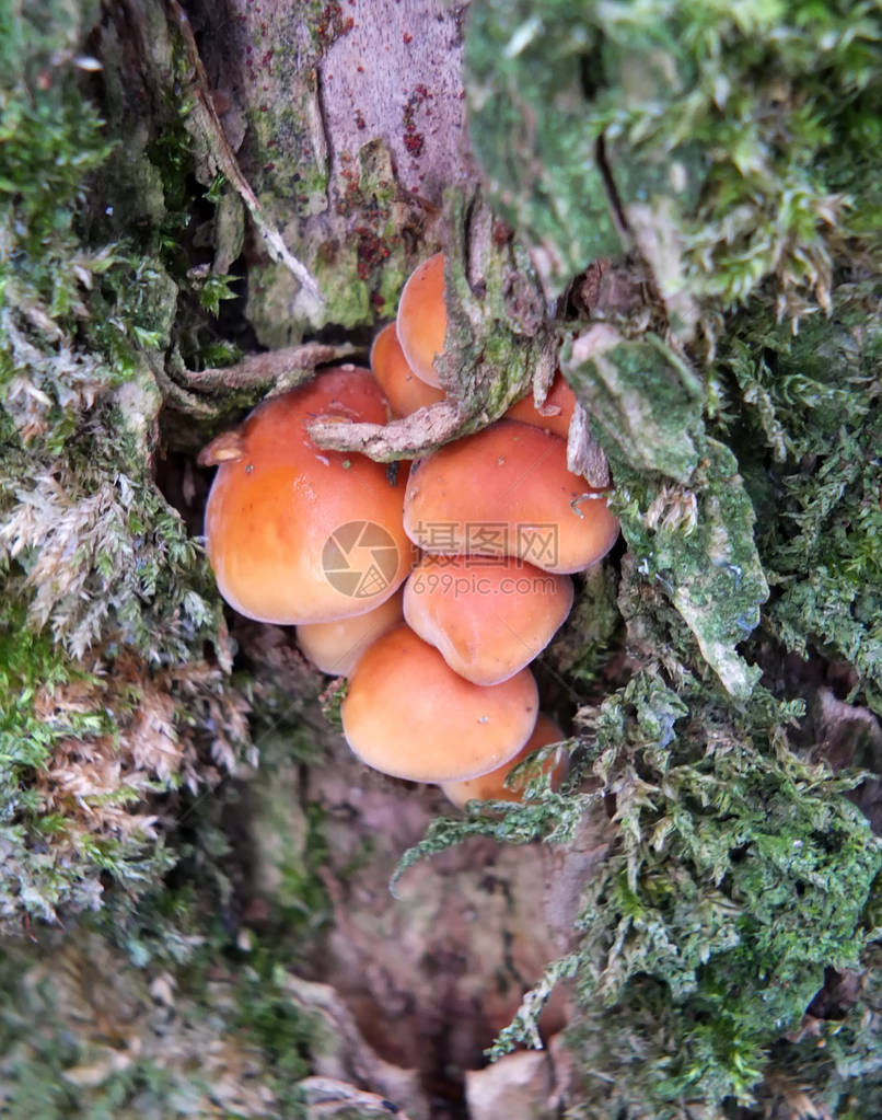 在树上生长的一棵小亮橙色真菌被苔图片