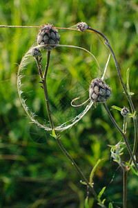 Scabiosa的芽是蜘蛛网图片
