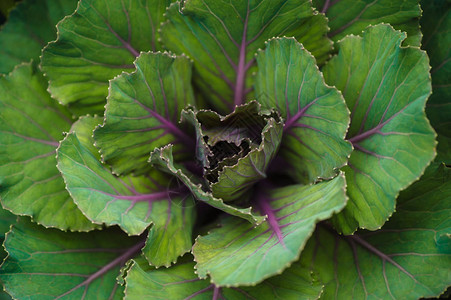 绿色卷心菜叶有紫色静脉顶端的近视图片