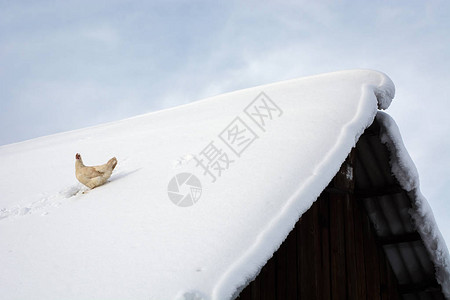 乐观的母鸡坐在旧木村屋的积雪屋顶上飞鸡在冬天从鸡舍里逃出来生活自由鸟在山顶享受生背景图片