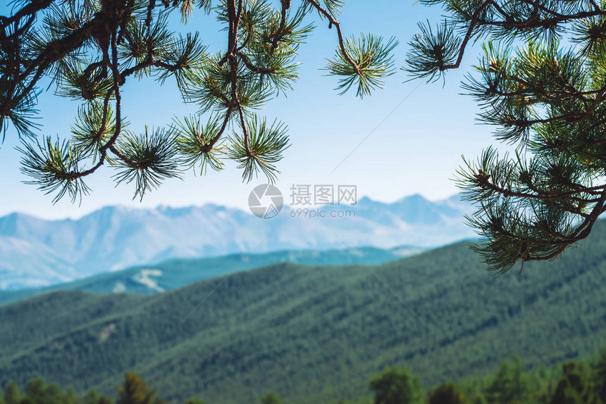 通过针叶树枝模糊地看到巨大的山脉和冰川在蓝色晴朗的天空下的白雪皑的山脊散景高地的雪峰令人惊叹的大气图片