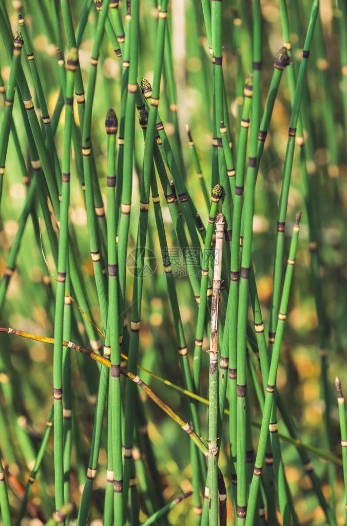 马尾草在阳光下生长拼尾草的联合茎关闭散景背上阳光明媚的绿色木贼蛇草明亮细致的自然纹图片