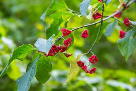 秋天绿色灌木上的红色小花图片