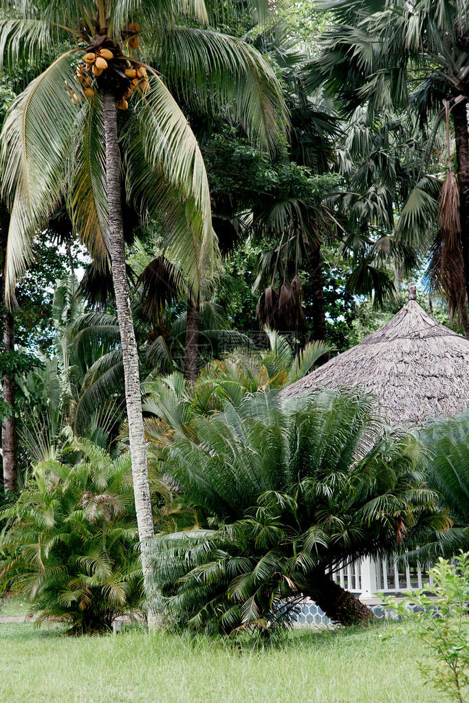 美观草坪的景色与一对瞪羚和被棕榈树包围的高顶屋覆盖着棕榈树图片
