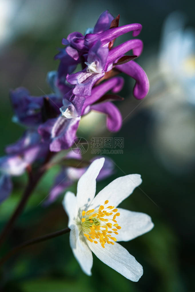 森林中初春的花朵阿内蒙图片