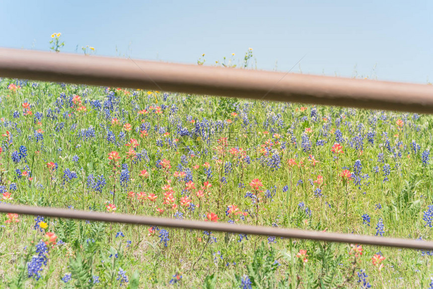 带有印度画笔的质朴金属栅栏描述Castillejafoliolosa和矢车菊盛开美国德克萨斯州布里斯托尔农场春天的图片