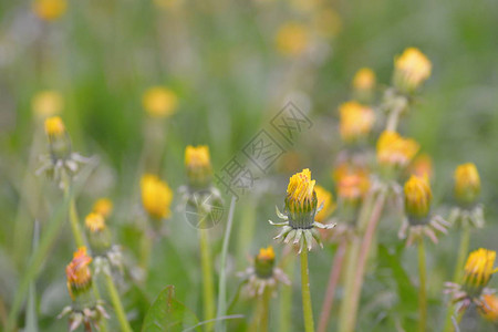 蒲公英字段关闭鲜花图片