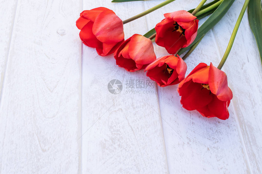 白板背景上的一束红色郁金香文本的地方春天的概念来了从上面查看横幅3月8图片