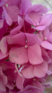 Hydranga是紫色的图片