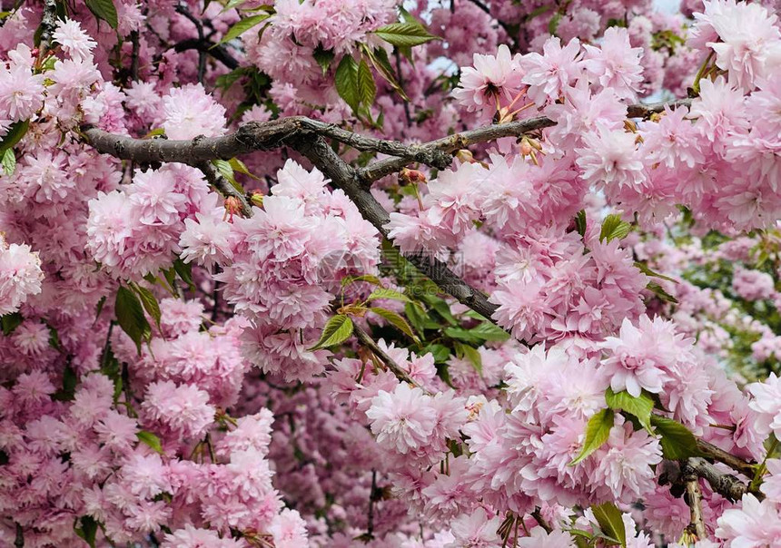 春天美丽的盛开的serrulatakanzan粉红樱花树图片