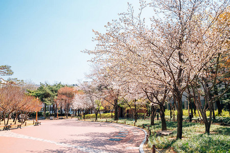 韩国大邱高采博桑纪念公园的图片
