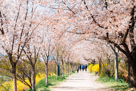 韩国大邱东村河滨公园樱花节图片