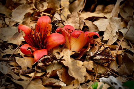 红丝绸科顿树花和地面上的死叶美利坚合众国夏威夷奥胡岛火奴鲁附近的KokoCra背景图片