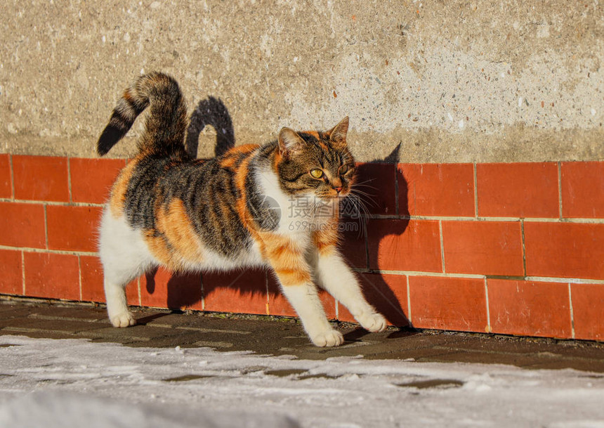 Kitten准备下一次训练家猫在约会前伸展期在她训练的第一集felis图片