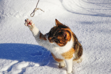 可爱的猫玩字符串家猫不抵抗小白线顽皮的小猫站在雪地里图片