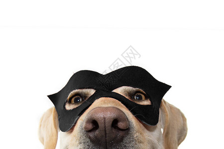 特写狗超级英雄服装戴着黑色面具和斗篷的拉布多猎犬狂欢节或万圣节假期针对白色背景的独背景图片