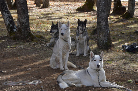 法国森林里的雪橇犬图片