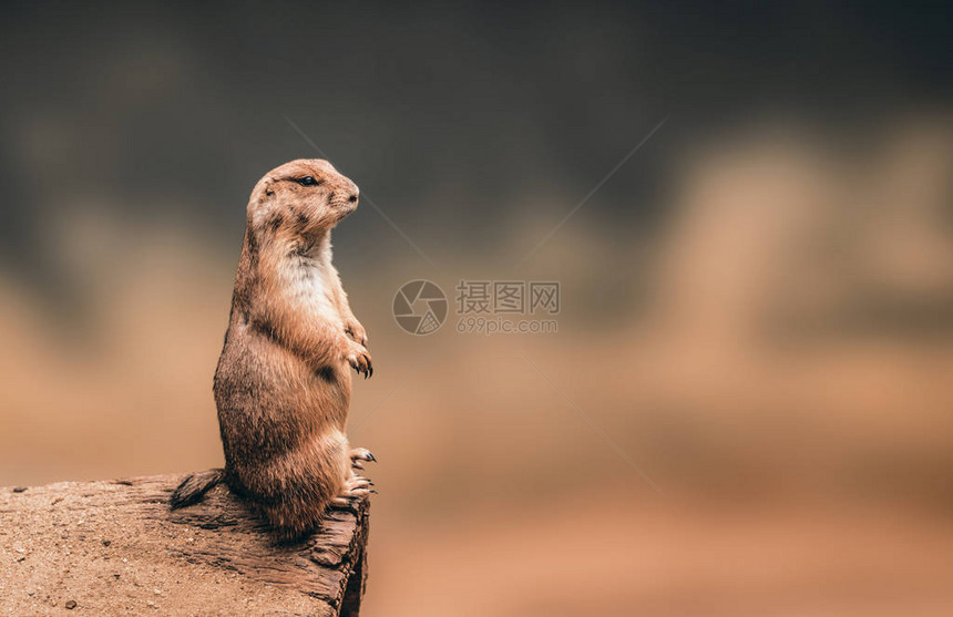 帕蕊狗站在木日志和复图片