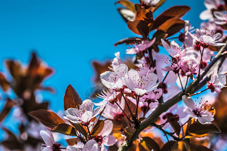 樱花盛开的春天花园樱花的娇嫩花朵图片