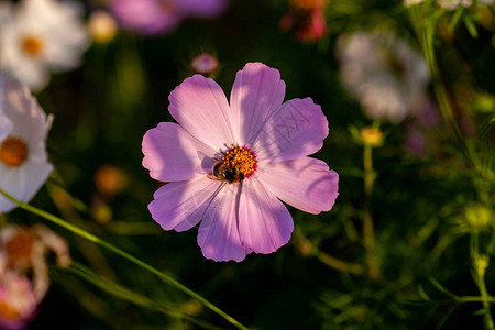 科西米花粉红花瓣和蜜蜂图片