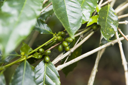 咖啡树枝上的咖啡豆种图片