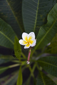 热带雨林中的花朵图片