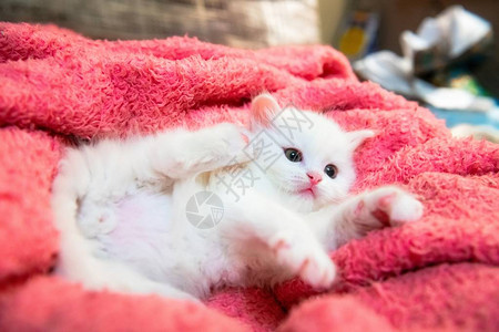 小白猫宠物动物家图片