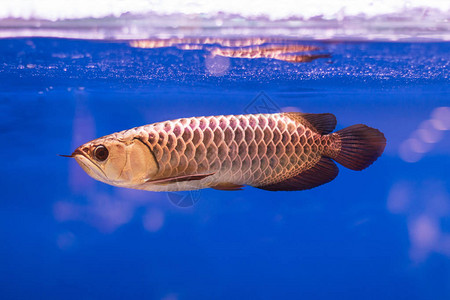Arowana鱼在水下游图片